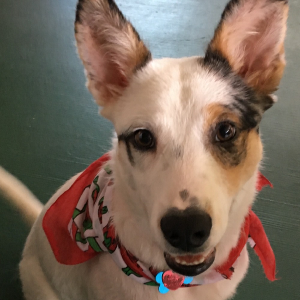 Meet your Posher, Julia